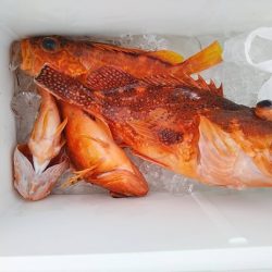 康仁丸・ジギング釣り果